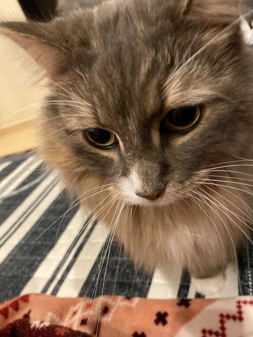 猫の目は純粋のtwitterイラスト検索結果 古い順