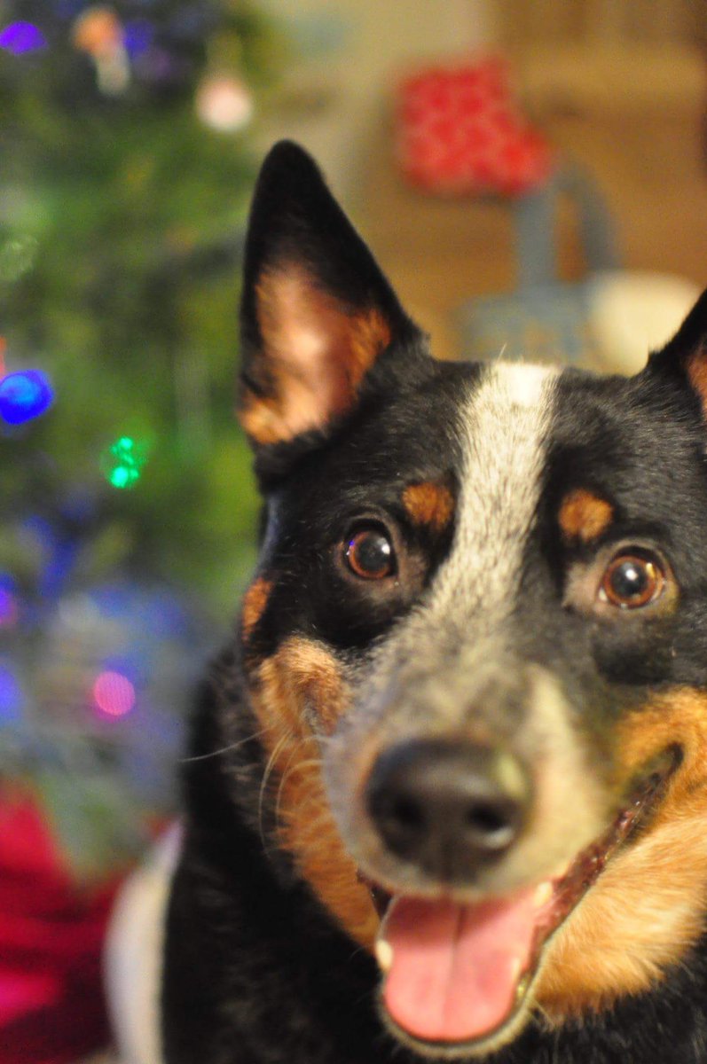 taradiamonds's tweet photo. @dog_rates My bff...miss him like crazy😢 First Christmas without him... https://t.co/2R81oA8Gax