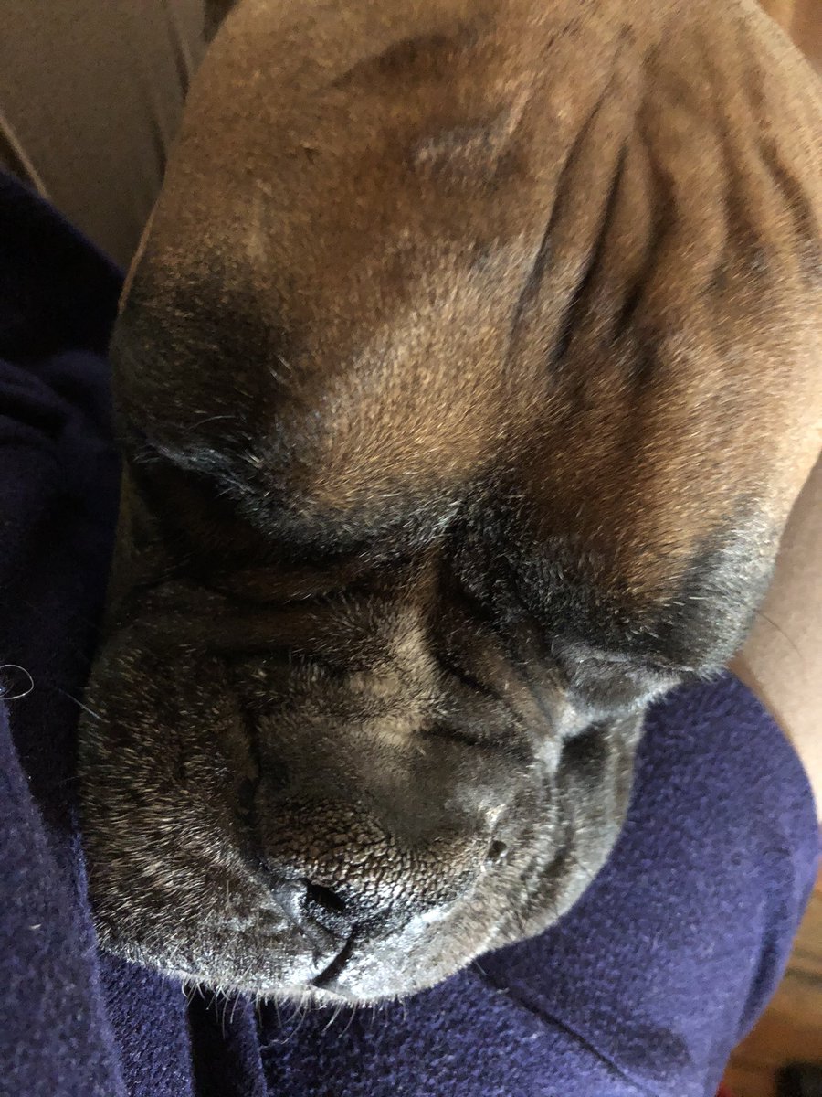 melaniereeds's tweet photo. No writing tonight, but I got lots of puppy love. He’s demanding. And loves me. #puppylove #nowriting https://t.co/yvXhankyLS