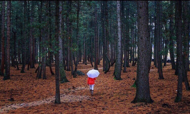 BrownPeopleDo2's tweet photo. Pakistan: Naltar Valley 🇵🇰 https://t.co/fxHkeFz2nf