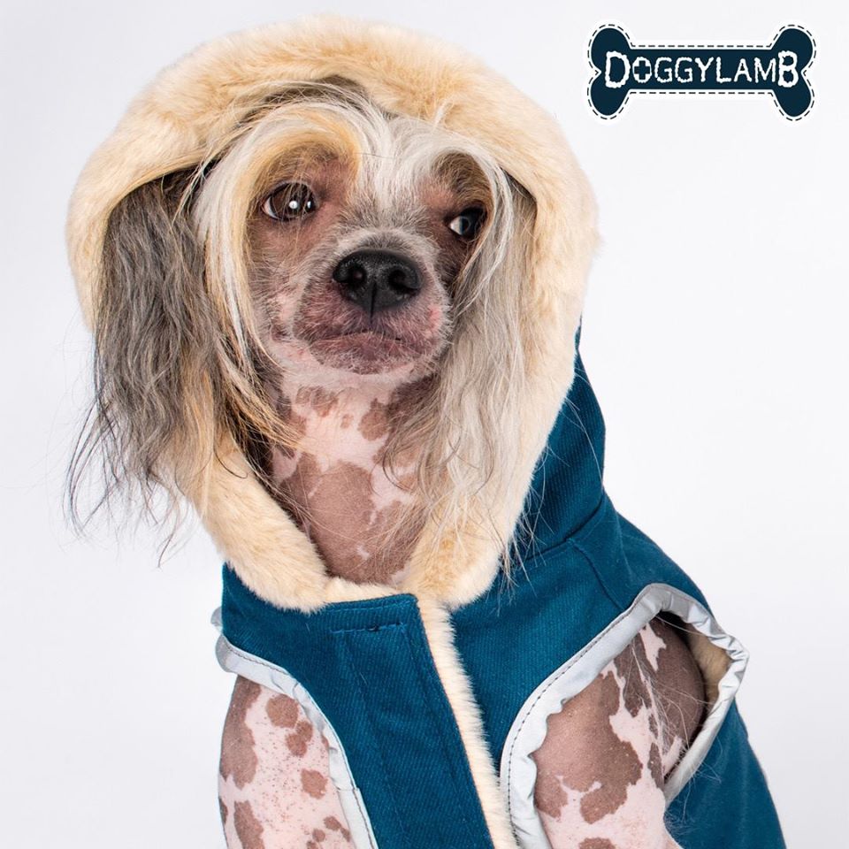 #Adorable #puppy rocking the <a href="/doggylamb/">Doggylamb</a> jacket! #StockingStuffer #petlife #wishlist #GratitudeisAMust  #hearts