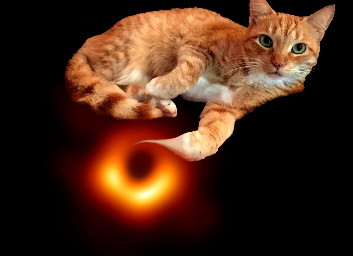 SpacecaseCat's tweet image. Dig my black hole now:
#CatsOfTwitter #cats #spacecats #Space