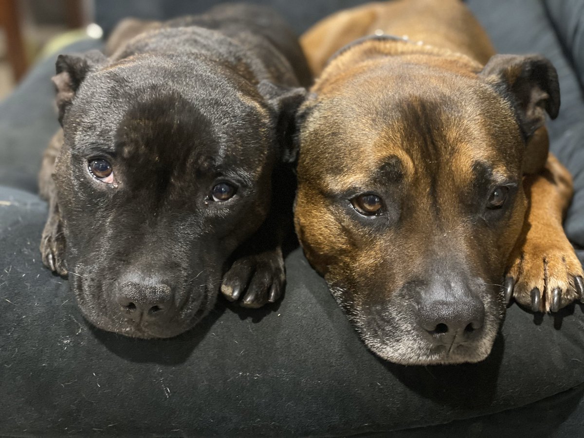 Just a lil bitty hot today 🥵 bring on that a/c 🥶 #staffypatrol #jager #ruby #airconislife #couchlife #hotdays #couchridden #housebound #tireddoggies #staffystyle #staffylife #staffymoments #staffyowner #staffys #staffie #englishstaffys #englishstaffies #couplegoals