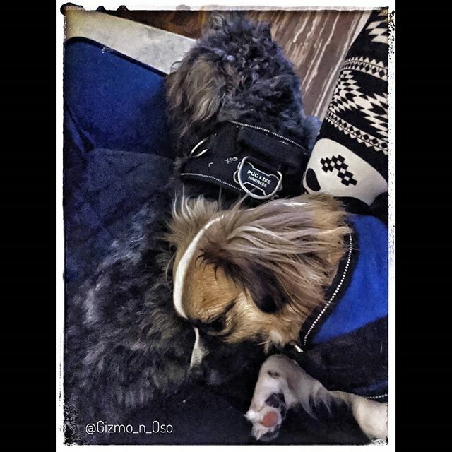 Gizmo_Lowrance's tweet image. Getting all the cuddles! 
#brothersmayhem #cutestpuppyever #prapso #prapsopuppy #malshi #maltesemix #shihtzumix #puppylove #tinydogs #AdventureDogInTraining #assistanteditor #cutepuppies  #cutedogs #adorablepuppies #bookchewer #puppiesofinstagram #dogsof… ift.tt/2PqaOIF