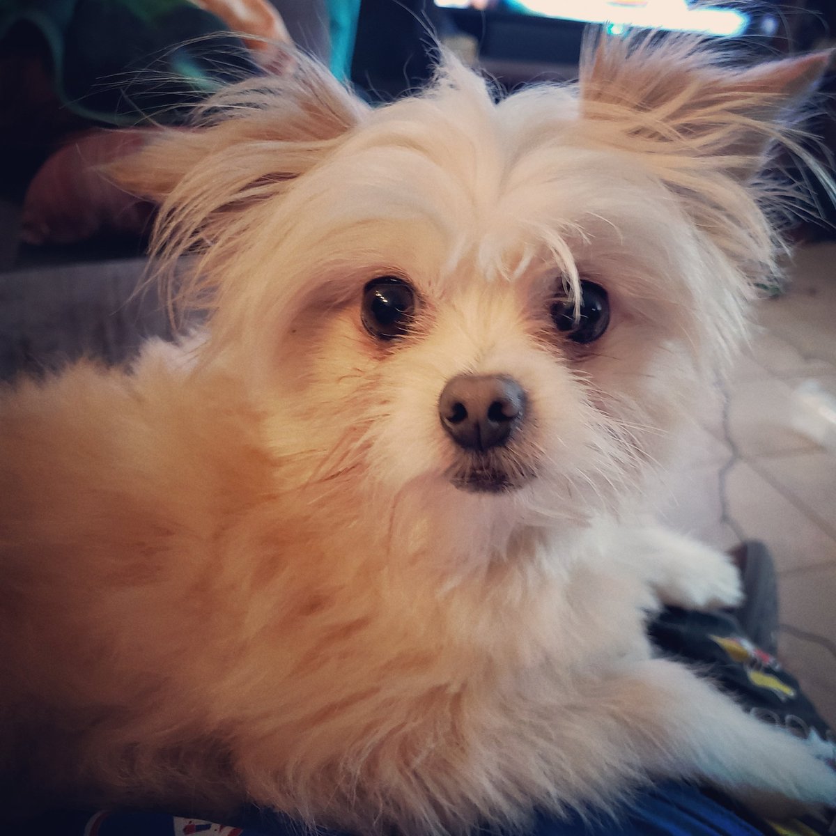 FinnowMinnow's tweet photo. @dog_rates https://t.co/ruYltFL31B