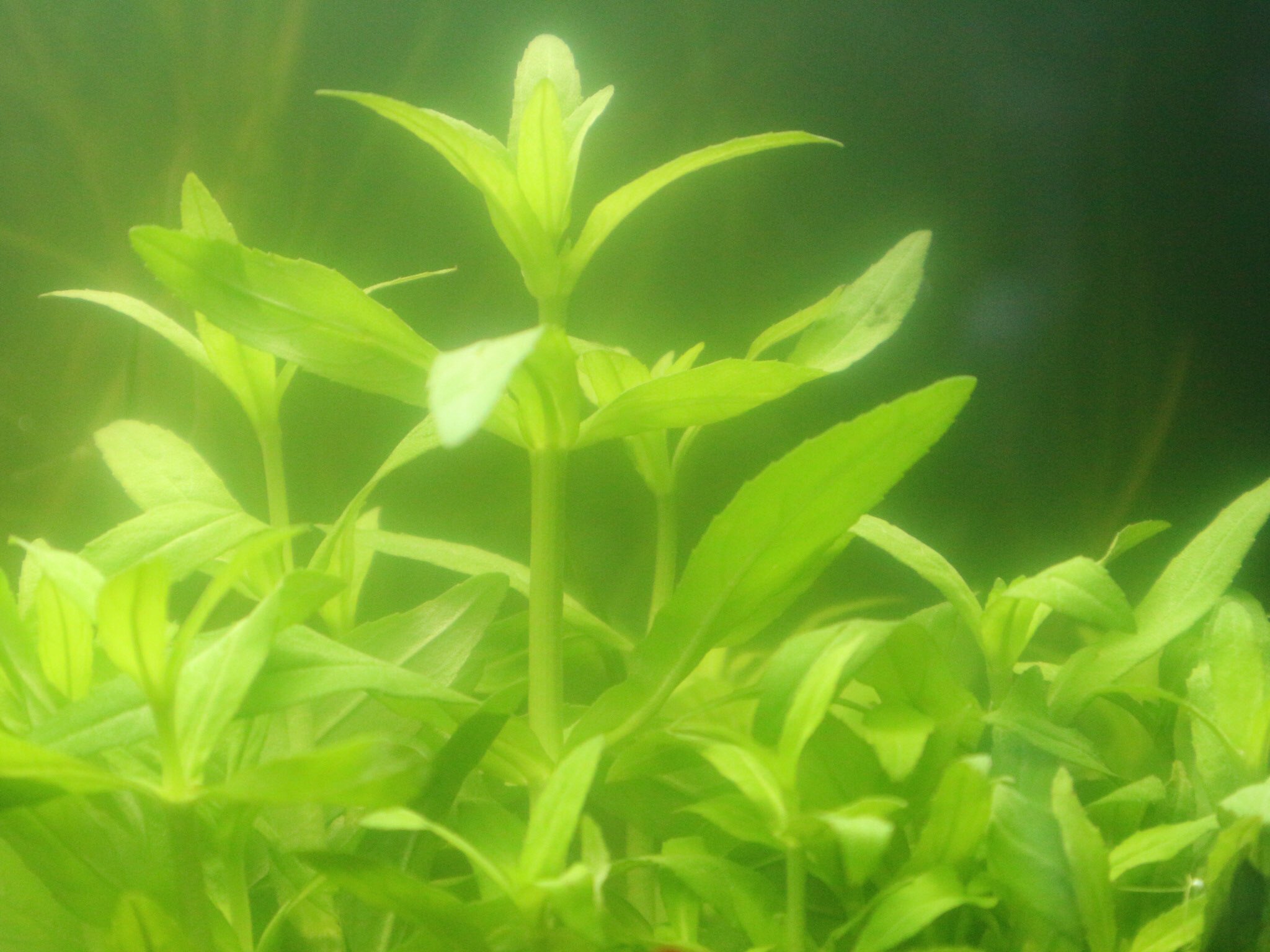 市ヶ谷フィッシュセンター 水草 園芸 やっぱり水に入るときれい インド便のやつです リムノフィラ ドワーフ Hygピナティフィダ レッドカボンバ ベレン リムノフィラ スレンダー 1pot 850です 水草 水草水槽 市ヶ谷フィッシュセンター