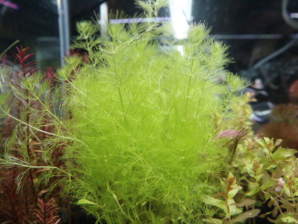 市ヶ谷フィッシュセンター 水草 園芸 やっぱり水に入るときれい インド便のやつです リムノフィラ ドワーフ Hygピナティフィダ レッドカボンバ ベレン リムノフィラ スレンダー 1pot 850です 水草 水草水槽 市ヶ谷フィッシュセンター