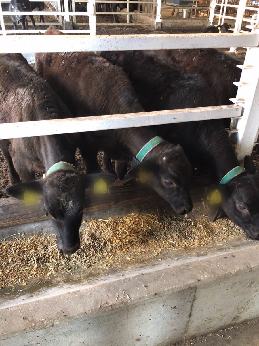 TheBetter0410's tweet photo. こんにちは☀
今回は鹿児島県です🐂
子牛と成牛にカプセルの投与と
ライブケアの説明会を開催しました。
お忙しい中ご対応頂きありがとうございました❗️
今後ともよろしくお願い致します❗️
#和牛繁殖 #繁殖農家 #体温管理 #発情検知 #分娩検知 #ライブケア #LiveCare #畜産 #酪農 #TheBetter https://t.co/jEnZTlStem