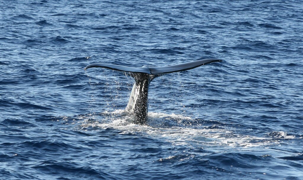 Pottwal kurz vor dem Abtauchen flic.kr/p/2hXaQ79