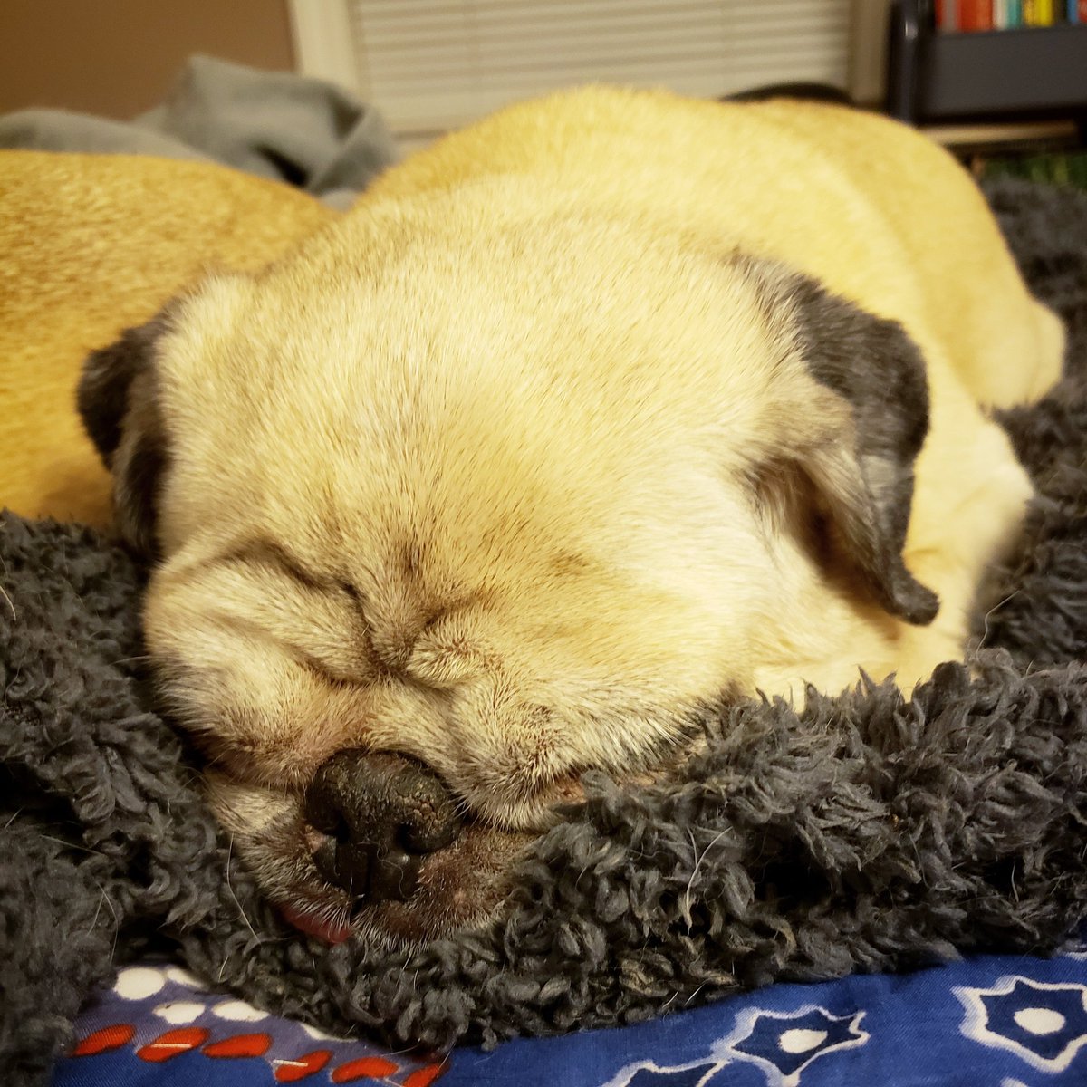 funaek's tweet photo. Sunny is so cute when she's sleeping! I just want to squeeze my lil pug loaf! #sunsbuns #sleepingpug #smushedface #seniorpugsrule #bedpugs https://t.co/M59KpWIbVN