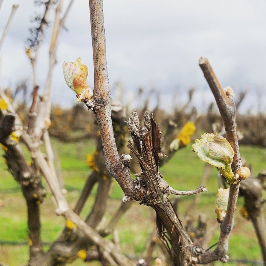 Do love budburst. Our #Coonawarra 2020 #PinotNoir last Sep. Vintage not far away now! #V20