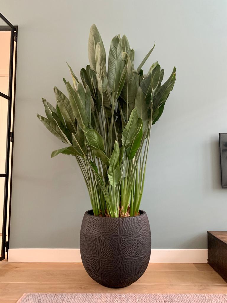 Deze week hebben de eerste #strelitzia planten met het nieuwe planten paspoort ons bedrijf verlaten.
<a href="/mvo_strelitzia/">MVO - Strelitzia</a>
#strelitzia #strelitziareginae