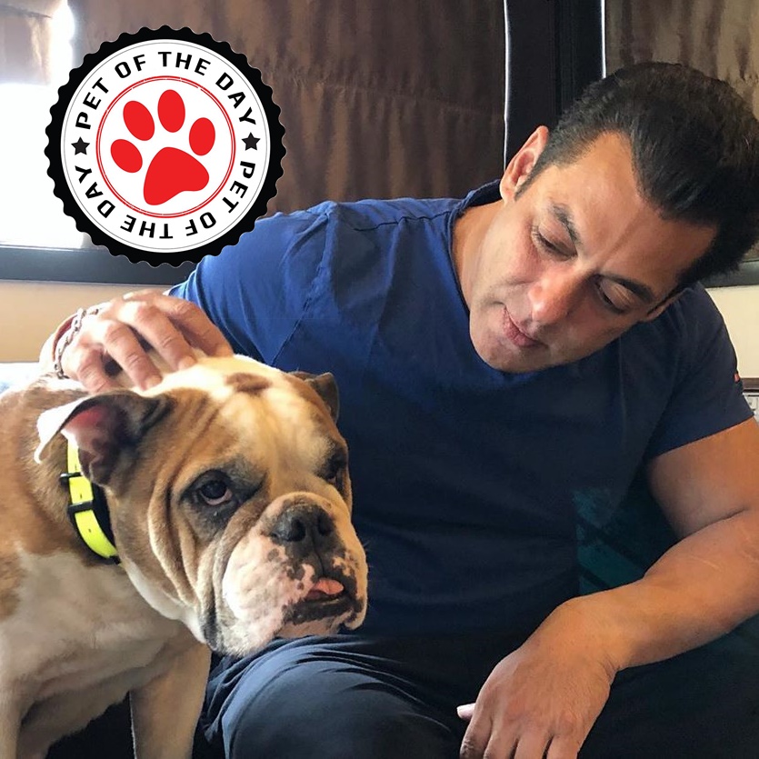 ShopWthHeart's tweet photo. Meet 'Torro'- our #PetOfTheDay; getting all cozy with his beloved hooman @BeingSalmanKhan .
#PetsOfInstagram #Petstagram #Dogs_of_world #DogsOfInstagram #SalmanKhan https://t.co/K4mwO6A4ol
