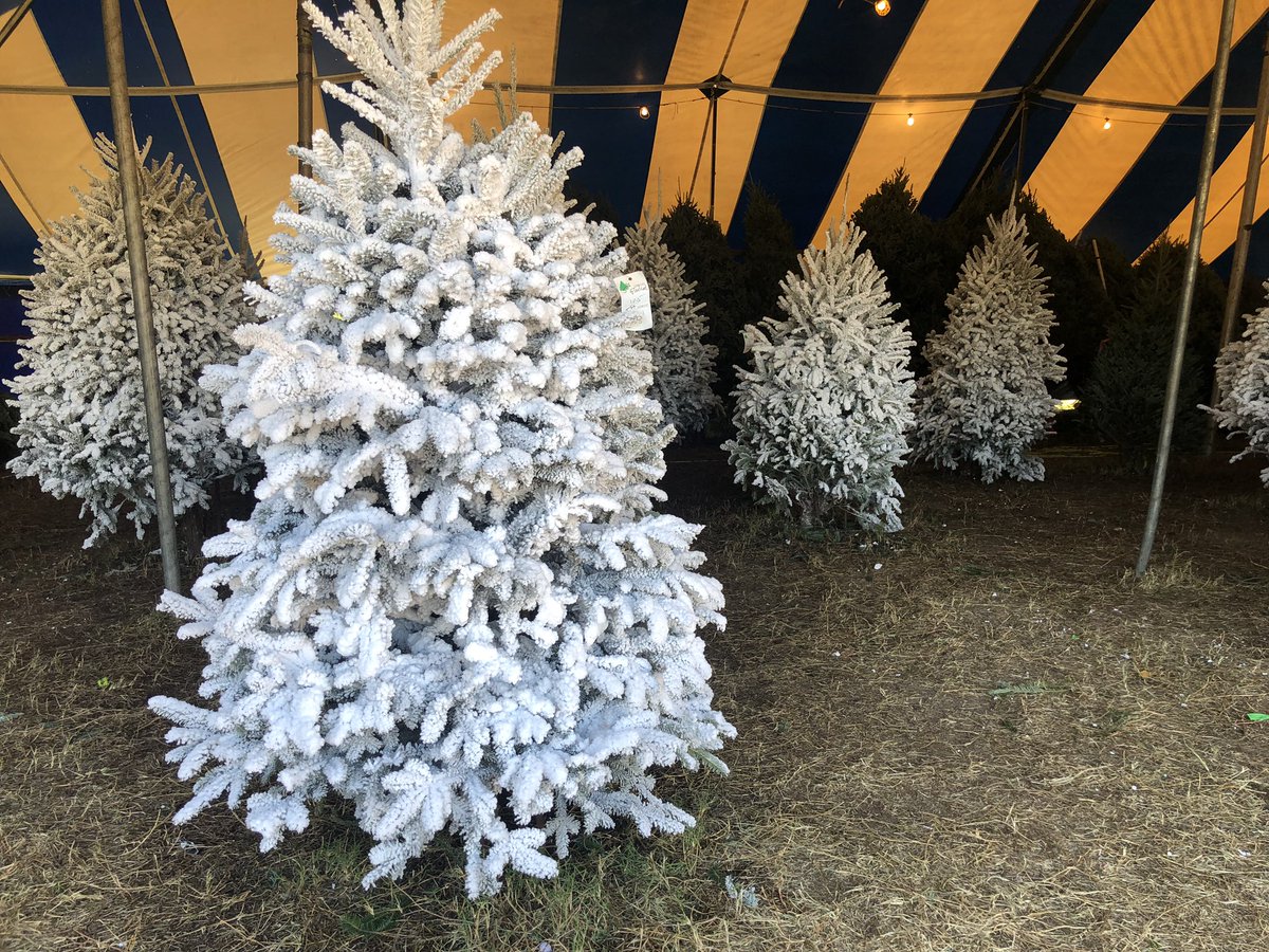 KaraDuffyCBS12's tweet image. Buying a Christmas tree could cost you more this year as a tree shortage is driving prices up. Full story coming up on @CBS12 News at 5:15 AM.