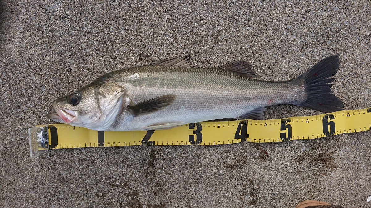 ウツボ Utubo0602 Twitter