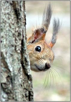 However, as anyone who’s walked through forests where squirrels make their home will know, Ratatoskr is easily distracted with chatter and  #gossip.