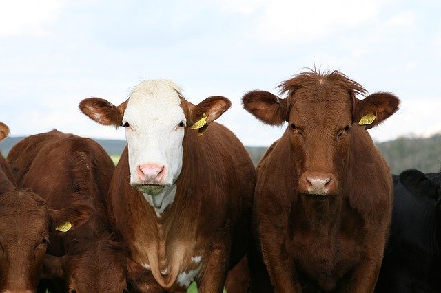 DEandmore's tweet photo. "...the cattle were growing well, blooming again with good coats. We stopped the DE for February... but reintroduced it again as a definite drop in condition was noticed." Why not try our #organic #feedsupplement with your livestock?  https://t.co/QSsK4QyV4y https://t.co/lzqglf9fpr