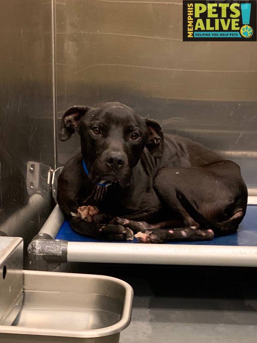 🚨🐾Marcus🐾🚨 Urgent! In need of a home or a foster. 
Shelter info:
📲(901) 636-PAWS (7297)
ANIMAL #A319184

memphistn.gov/animal_services

#901PETS #dogs
#cutedogs #Adopt