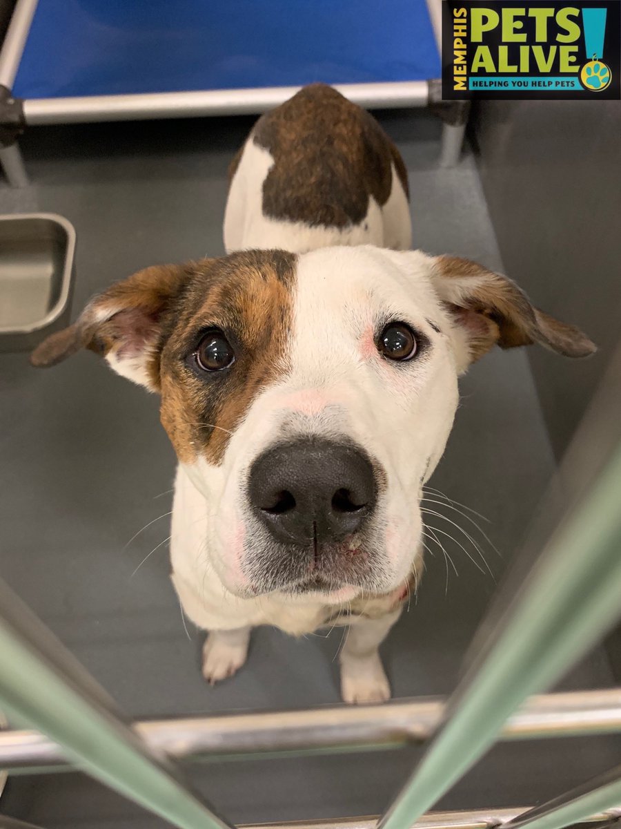 Memphis Pets Alive! tweet media