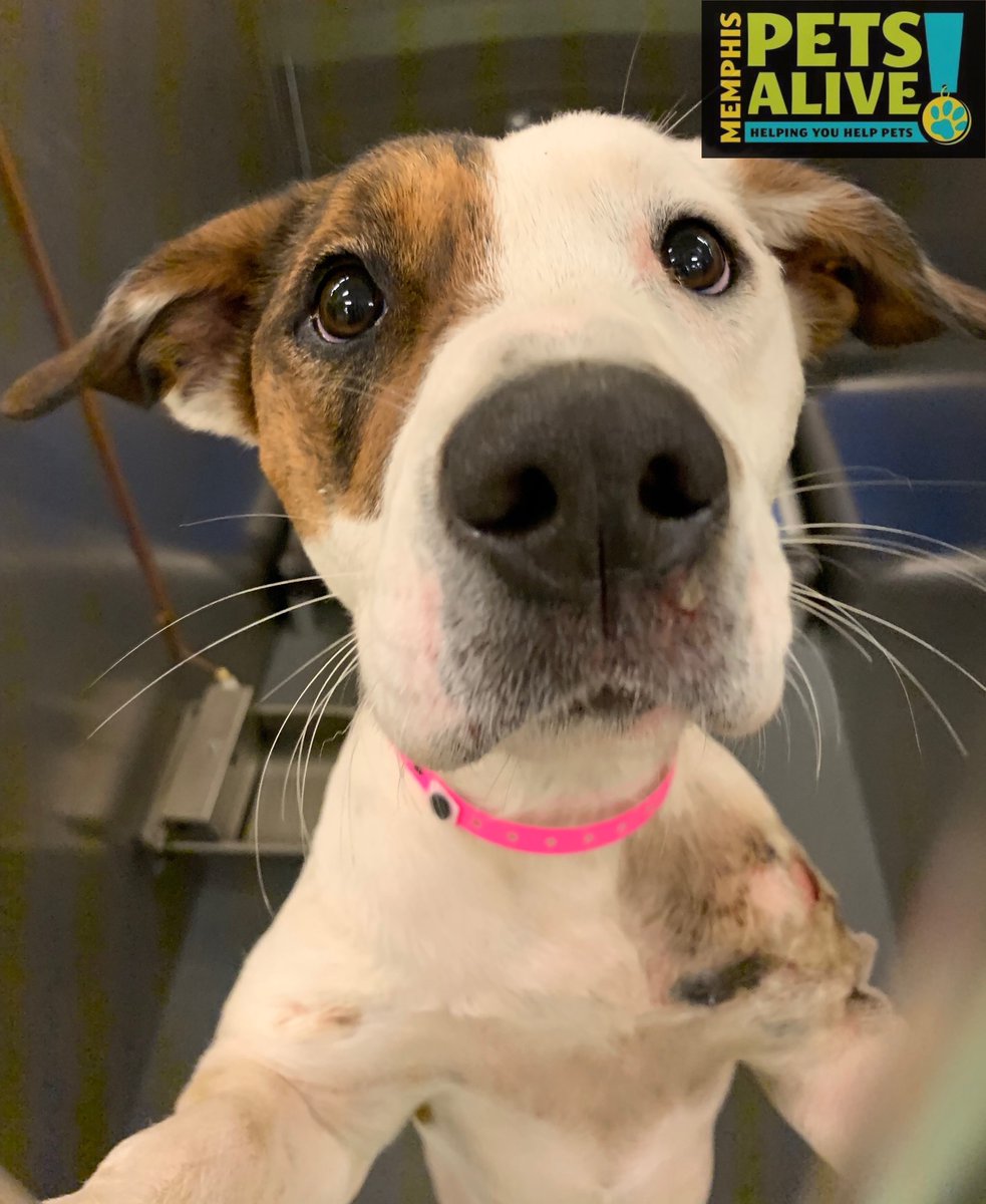 Memphis Pets Alive! tweet media