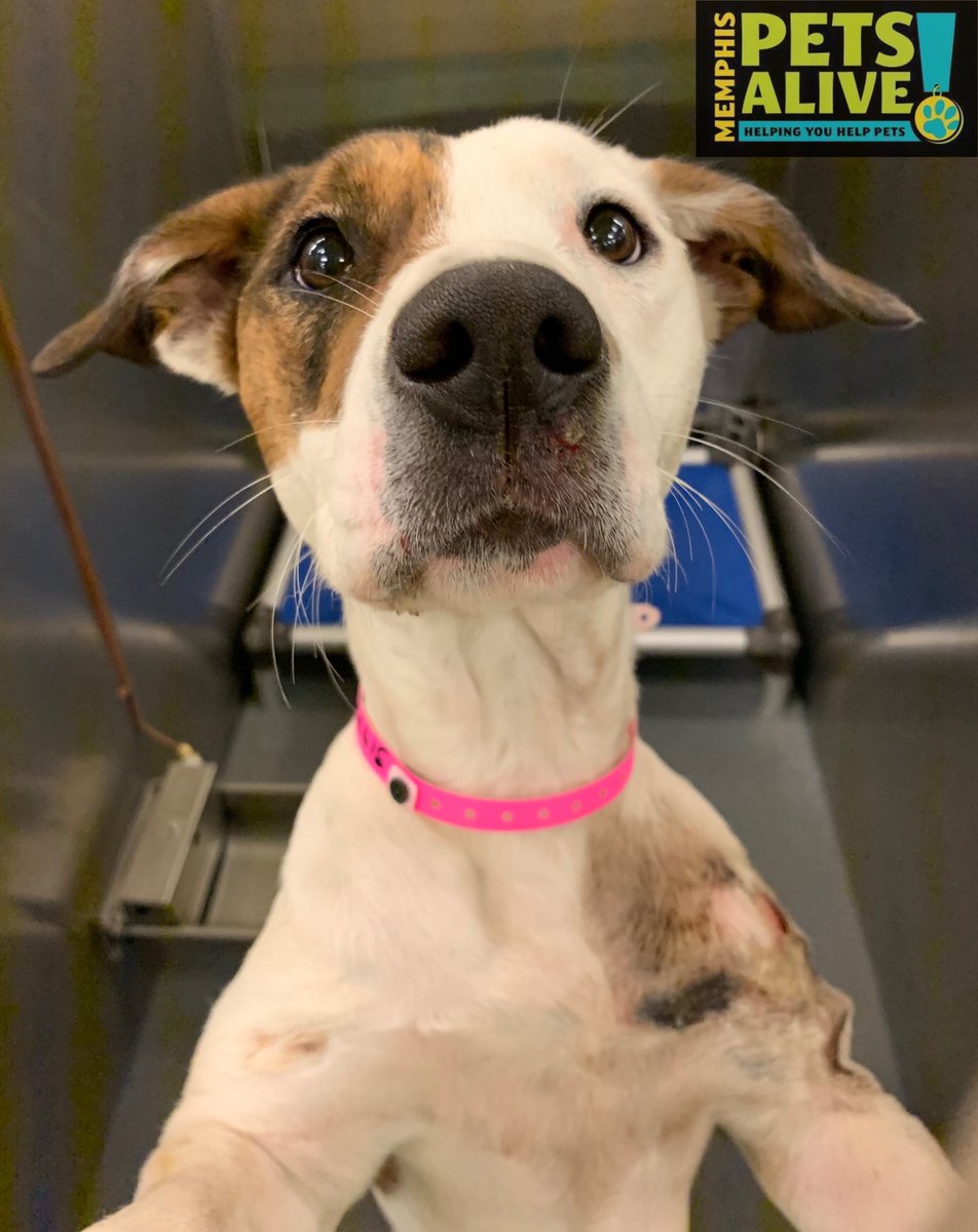 🐾Tinsel🐾This brown eye beauty is looking for a good home! *wink*wink*👀⚘ Tinsel currently has some wounds, but shes receiving medical care at this time. Shelter info: 📲(901) 636-PAWS (7297) ANIMAL #A319835 memphistn.gov/animal_services #901PETS #dogs #cutedogs #Adopt