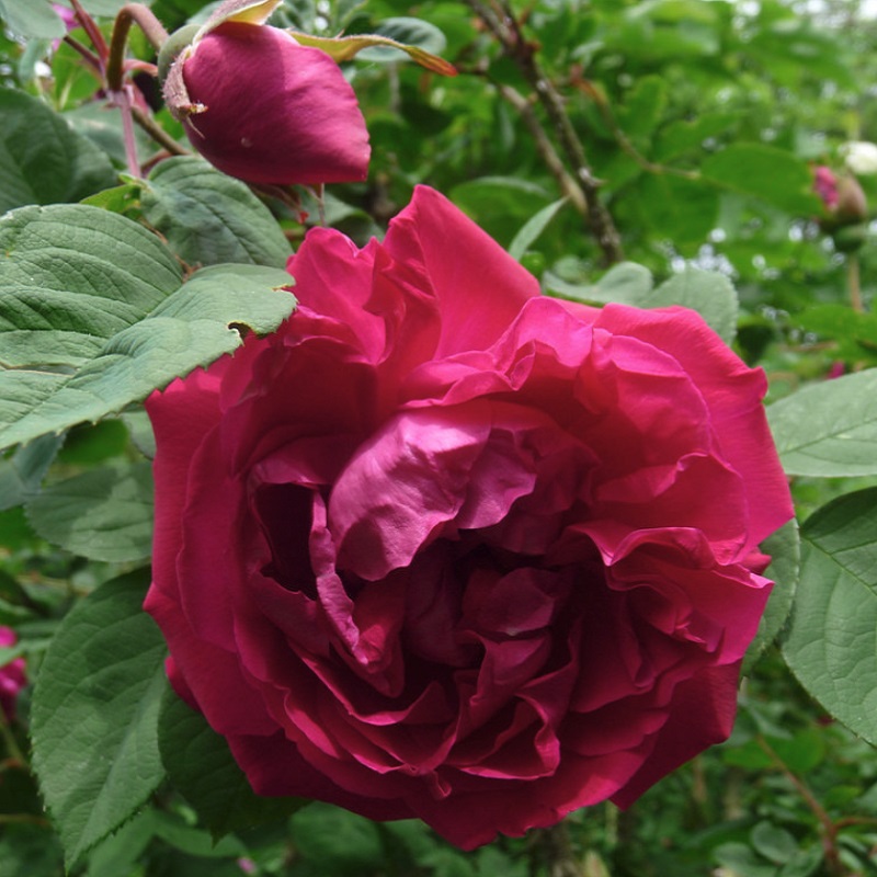 天空のバラ園 園主 ローズ ア パルファム ド ライ Rose A Parfum De L Hay T Co Apdqd7fhu2 ダマスクとジェネラルジャックミノーの実生 ルゴサの交配種 親譲りのローズレッド 半八重の花から鮮烈な香りを漂わせる 天空のバラ園 バラの苗 花