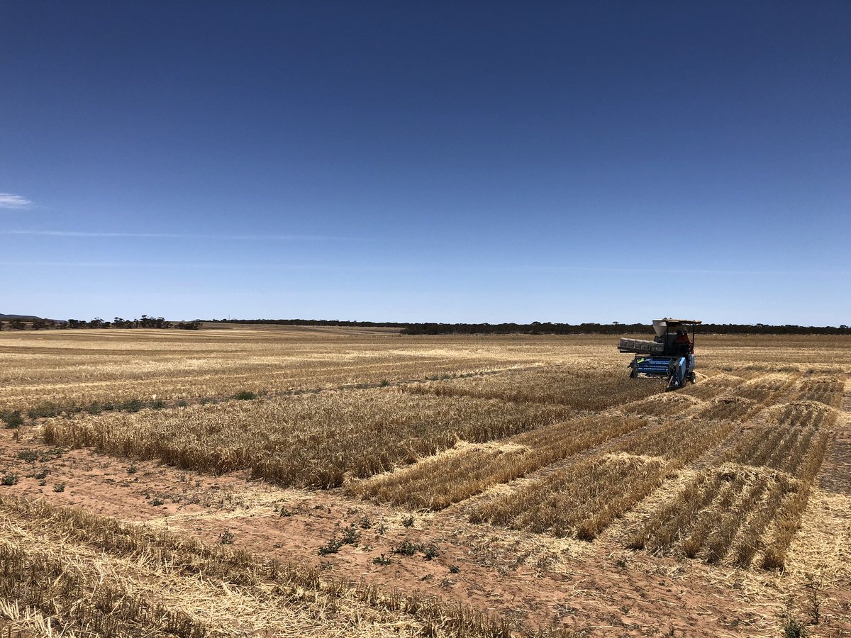AmyKeeley_'s tweet photo. Our month of Eat, Sleep, Reap, Repeat has come to an end for SARDI Pt Lincoln team on the @eyre_peninsula. 17 sites, 42 trials done &amp; dusted for 2019. #cutout #harvest2019 @theGRDC @GRDCSouth https://t.co/K5iK9S8dhE