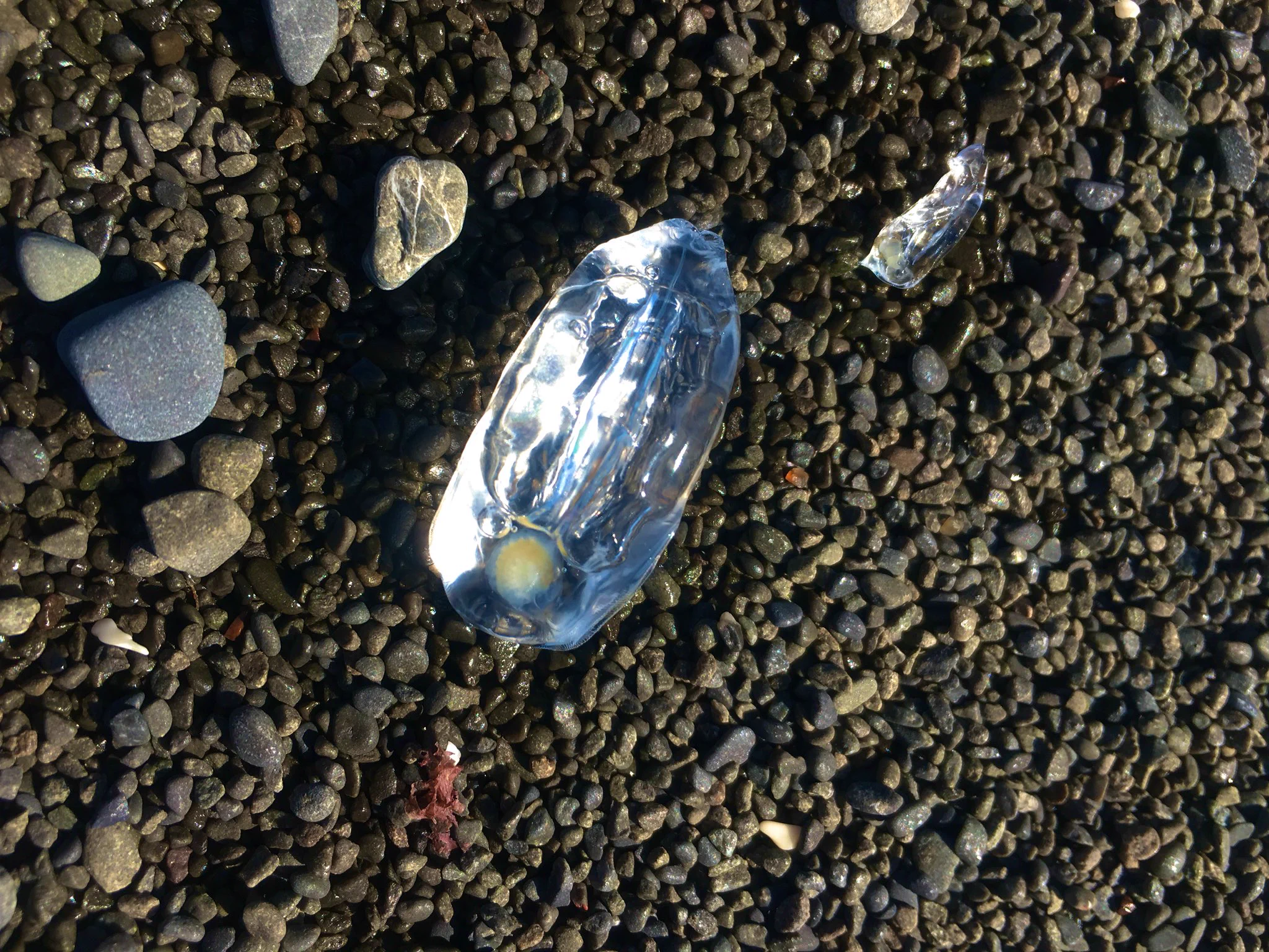 海に大量発生！？透明な謎の生物…なんだこれ…