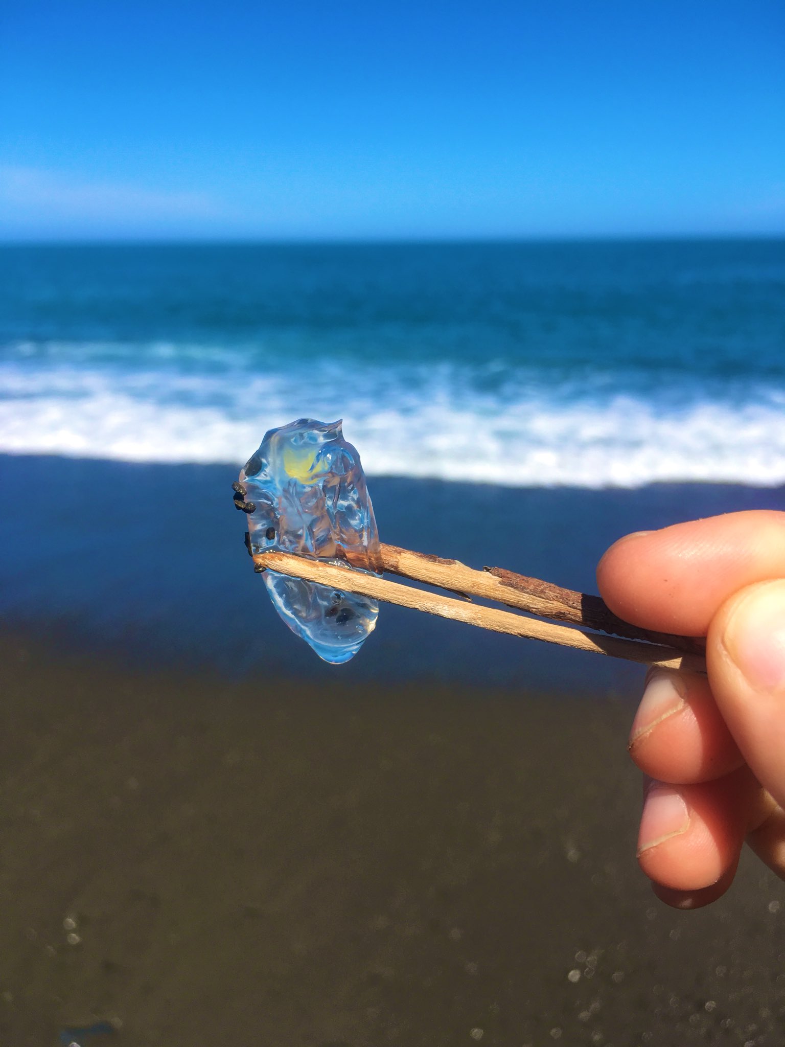 海に大量発生 透明な謎の生物 なんだこれ 話題の画像プラス 海に大量発生 透明な謎の生物 なんだこれ 話題の画像プラス