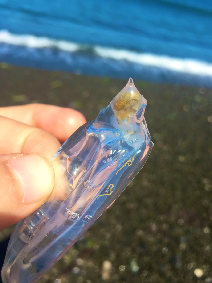 調べても見つからない 海で透明な卵のような生き物を見つけた 無事判明 Togetter 調べても見つからない 海で透明な卵のような生き物を見つけた 無事判明 Togetter