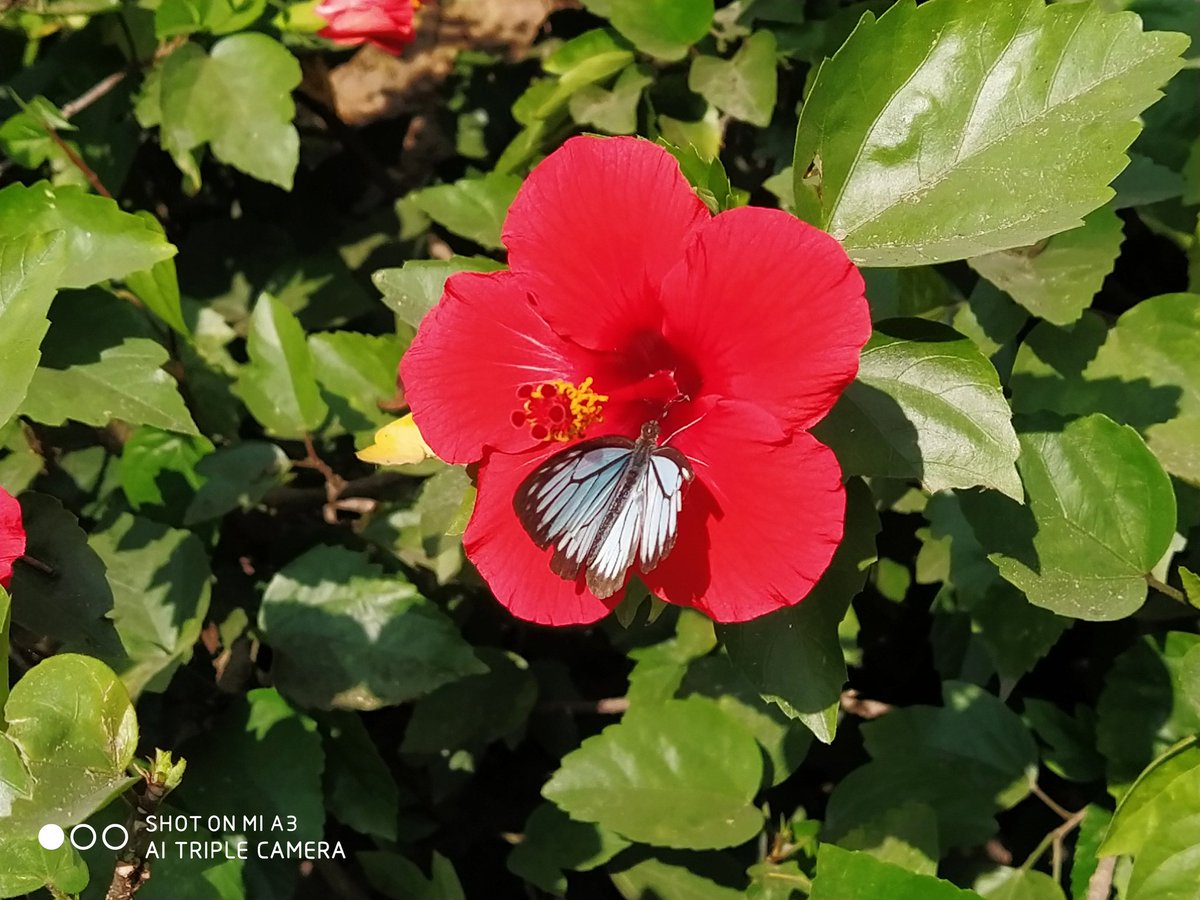 itz_abhi_op's tweet image. #ShotOnMiA3 #IncredibleNature #Flower #butterfly @XiaomiIndia @manukumarjain