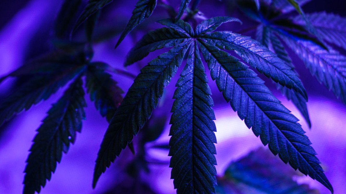 calichasen1's tweet photo. Napali Pink | 🌿🌈💦
•
•
•
•
•
•
•
#weed #cannabis #cannabiscommunity #fullspectrum #thc #cbd #stoner #kush #cannabisculture  #sativa #indica #hightimes #high #life #maryjane #highlife #dabs #cannabiscultivation #stoned #highsociety #medicalmarijuana #fushia #sonya6000 https://t.co/QPfYZnQRLI