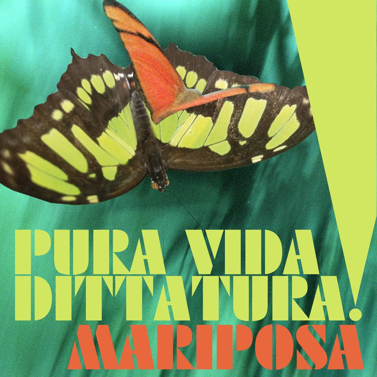 Mariposa tweet media