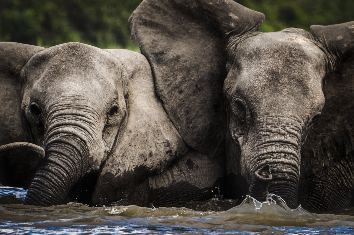 TulivuAdventure's tweet photo. Two baby elephants enjoying a bath in water pools.

#elephant #safari #africa #wildlife #travel #nature #wildlifephotography #animals #animal #photography #naturephotography #adventure #photooftheday #wild #natgeo #naturelovers #travelphotography #beautiful #animallovers https://t.co/VfDuwTJsQD