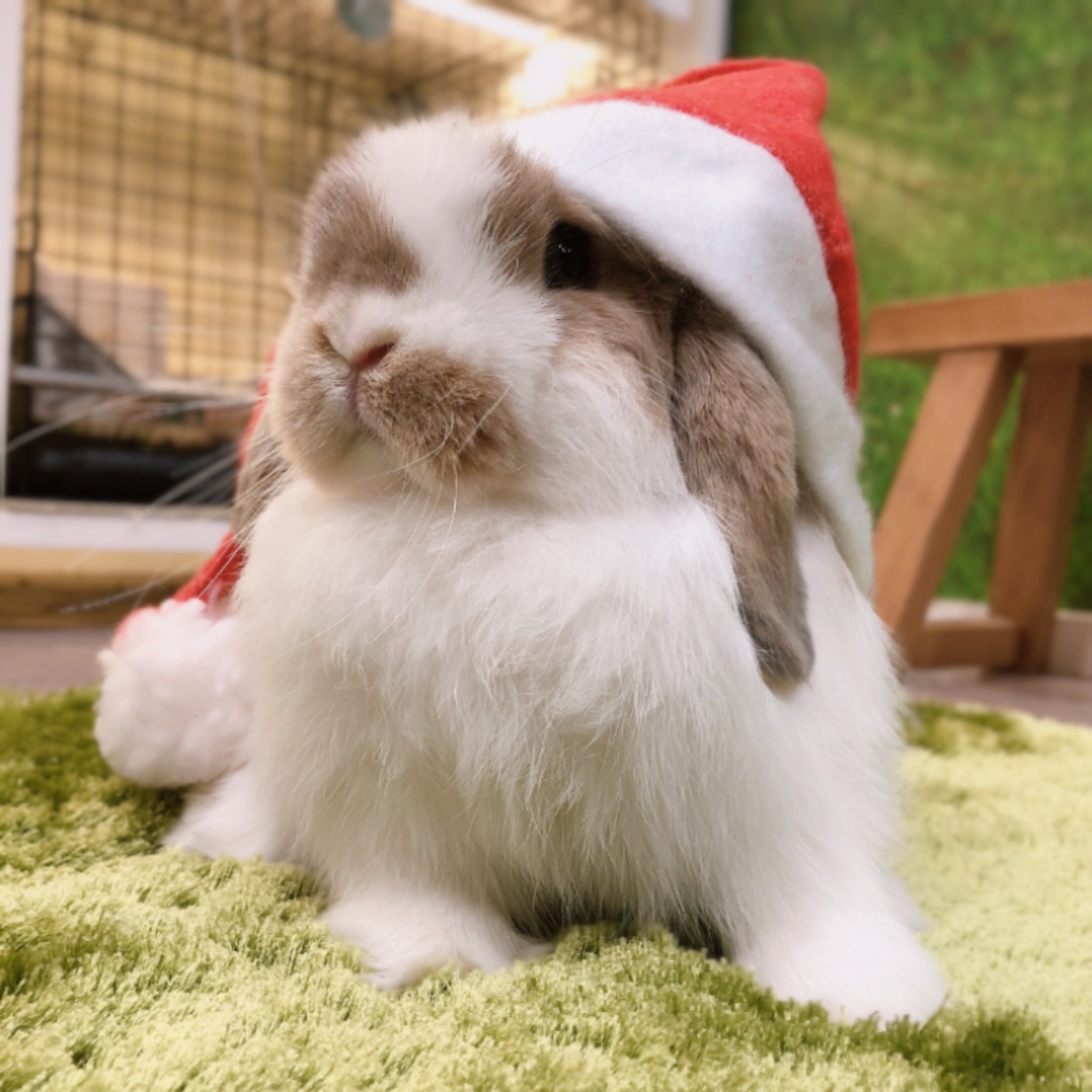うさぎのしっぽ吉祥寺店 年内におうちのうさちゃんの爪切りをしたい という方はお早めにご予約下さいね 12月はご予約がいつもよりも早く埋まってしまいますのでご注意を ご予約はこちらから T Co Dvzmyi840u うさぎ うさぎのしっぽ 吉祥寺