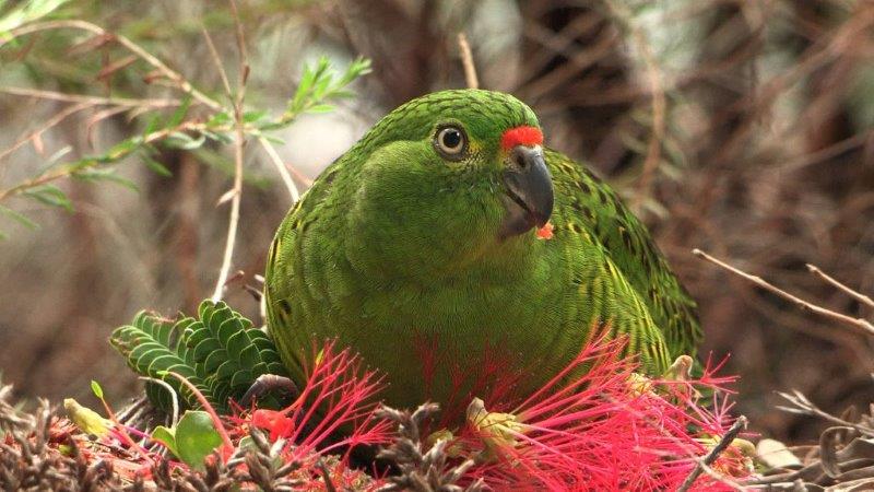 Many thanks to @JohnCurtinCol for raising funds for WA's rarest bird through the @Roots_Shoots program! #westerngroundparrot #SavingKyloring