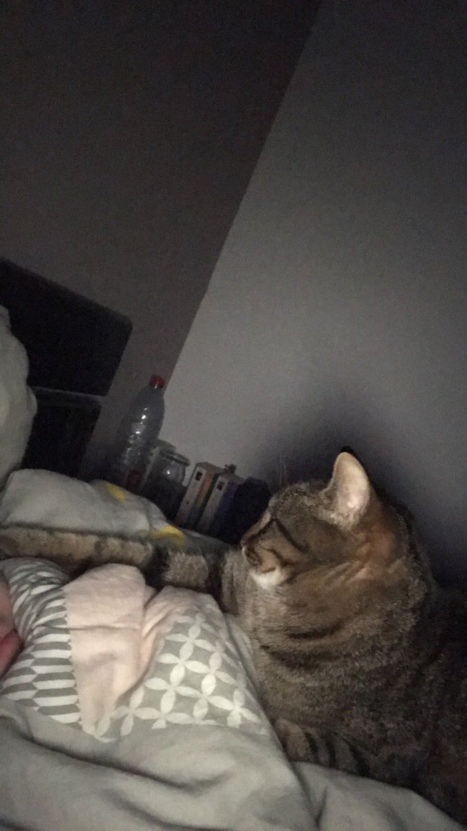 pixelchat62's tweet image. Câlin du chamedi alors qu’on est jeudi 😺😻