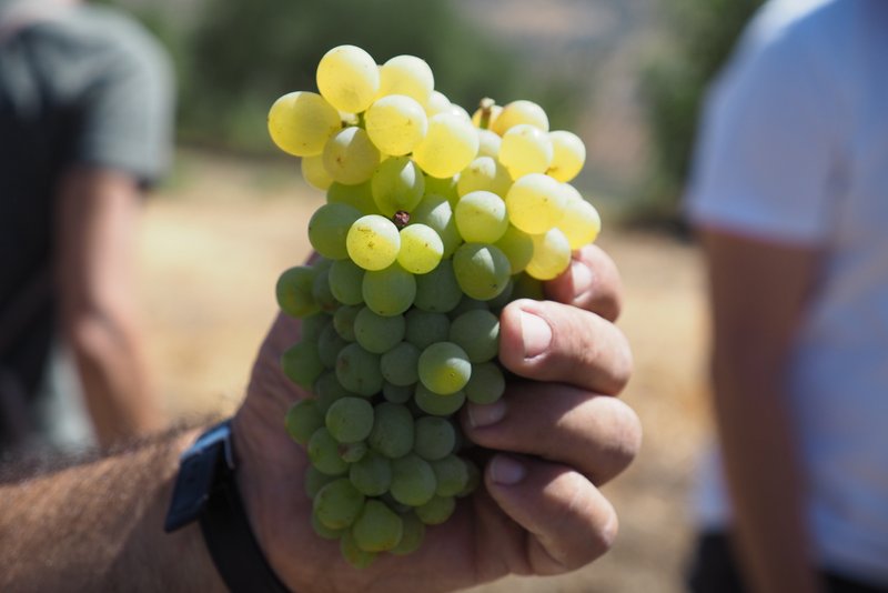 jamiegoode's tweet photo. Visiting Lyrarakis - one of Crete's leading wineries - with pics and a video - https://t.co/BykpNjAOFA @lyrarakis @berrybrosrudd https://t.co/Z5k67dwtS8
