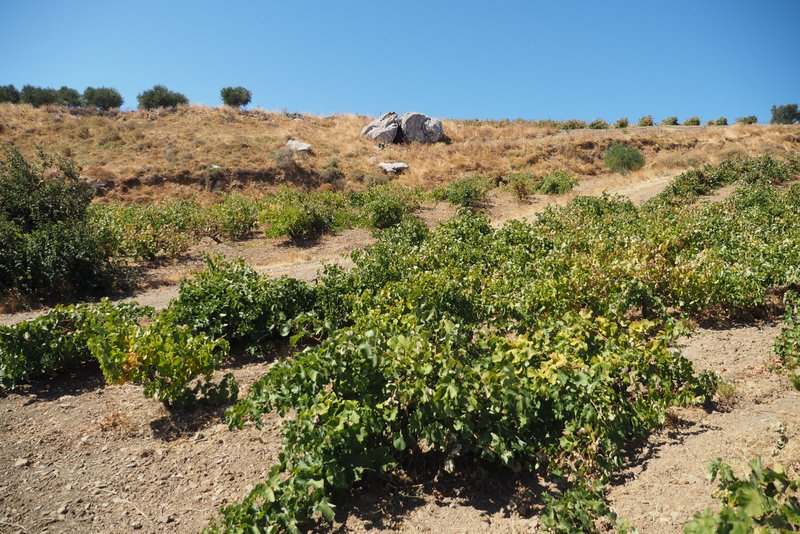 Visiting Lyrarakis - one of Crete's leading wineries - with pics and a video - wineanorak.com/2019/12/04/lyr… <a href="/lyrarakis/">Lyrarakis Wines</a> <a href="/berrybrosrudd/">Berry Bros. & Rudd</a>