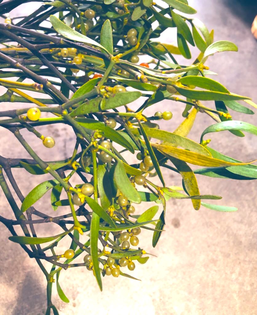 ট ইট র Flower ヤドリギ 宿り木の花言葉 困難に打ち勝つ 忍耐 Patience 我慢しよう 辛抱し 耐えて乗り越えよう ট ইট র Flower ヤドリギ 宿り木の花言葉 困難に打ち勝つ 忍耐 Patience 我慢しよう 辛抱し 耐えて乗り越えよう