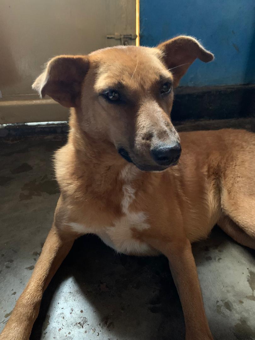 PET VETERINARY AND PET SHOP KIGALI RWANDA, Kigali (Umujyi Wa Kigali