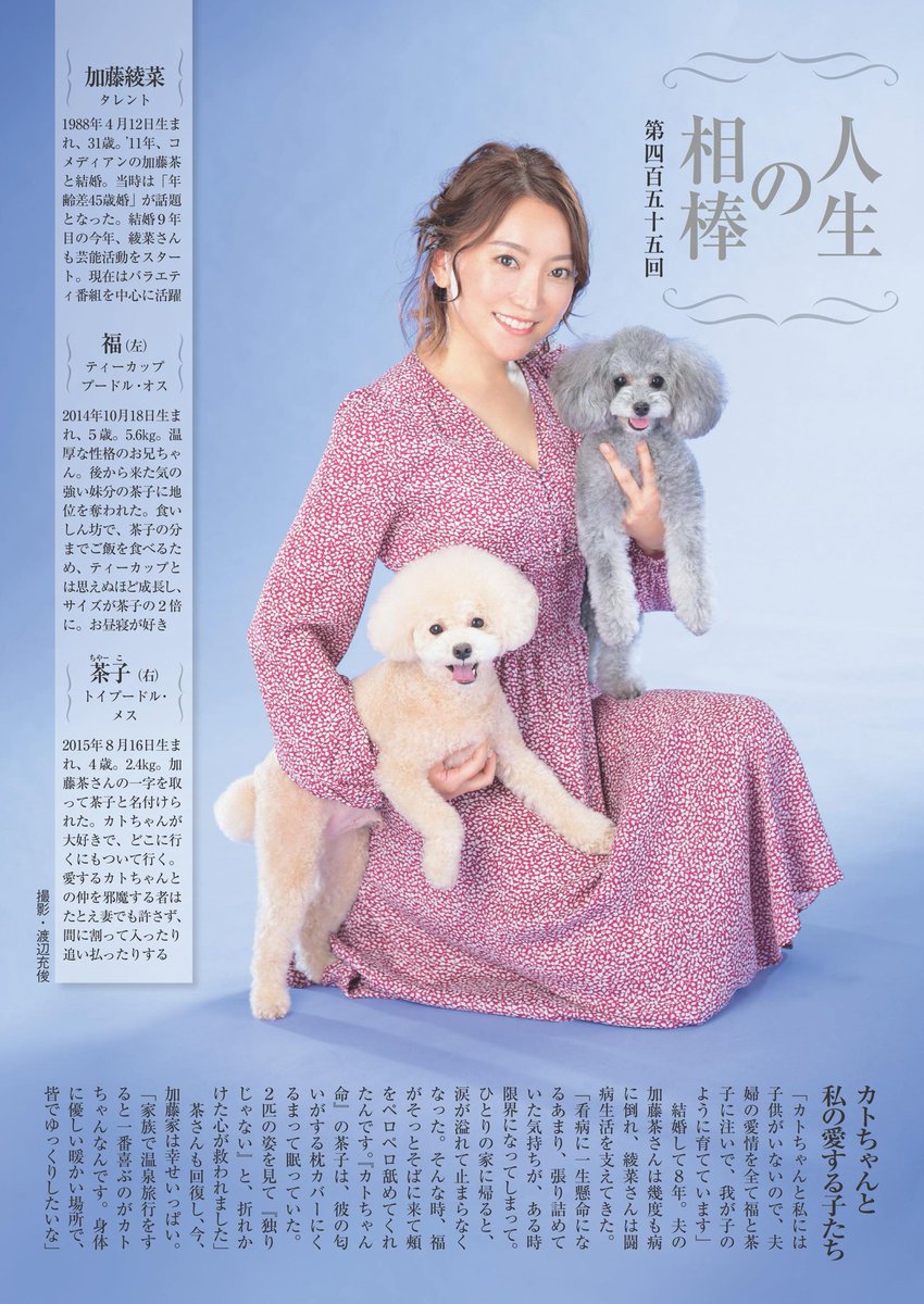 ট ইট র 週刊現代 今号の連載 人生の相棒 は タレントの 加藤綾菜 さんが ティーカッププードル の福くん トイプードル の茶 子ちゃんとともに登場 カトちゃんと私には子供がいないので 夫婦の愛情を全て福と茶子に注いで 我が子のように育ててい