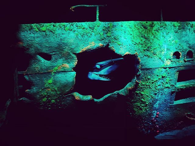 Finding Nemo was a walk on, so might as well ride! #findingnemo #shark #epcot #wdwadults #ouryearofdisney #yearofdisney #passholderlife ift.tt/385SImA