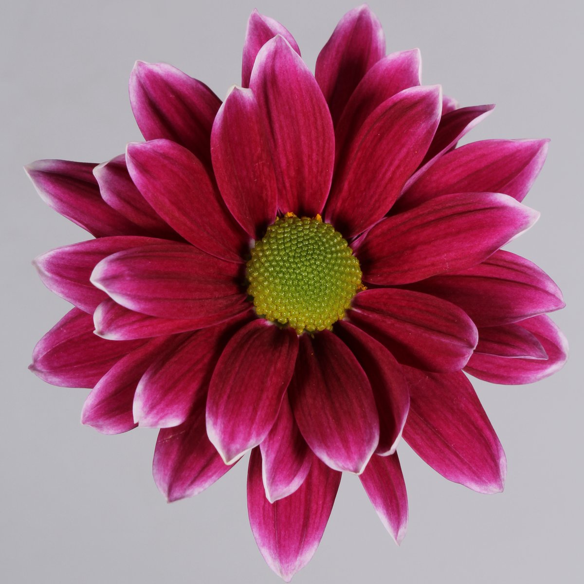 Floritec tweet media