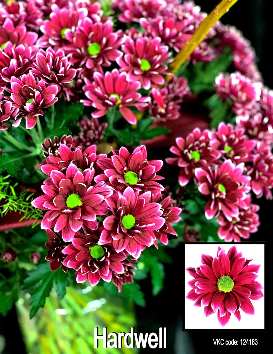 Floritec tweet media