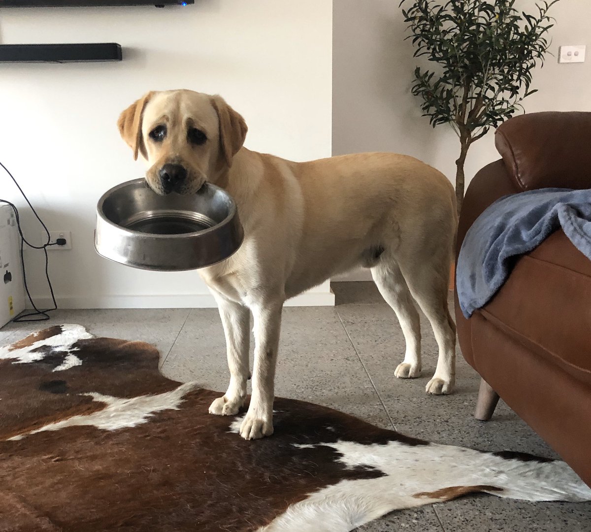 B_Richardson_'s tweet photo. I think Boston Skywalker #Furbaby is trying to tell me something? #SecondHelpingPlease #LabsWillEatAllDay https://t.co/F5YrIPS9xv