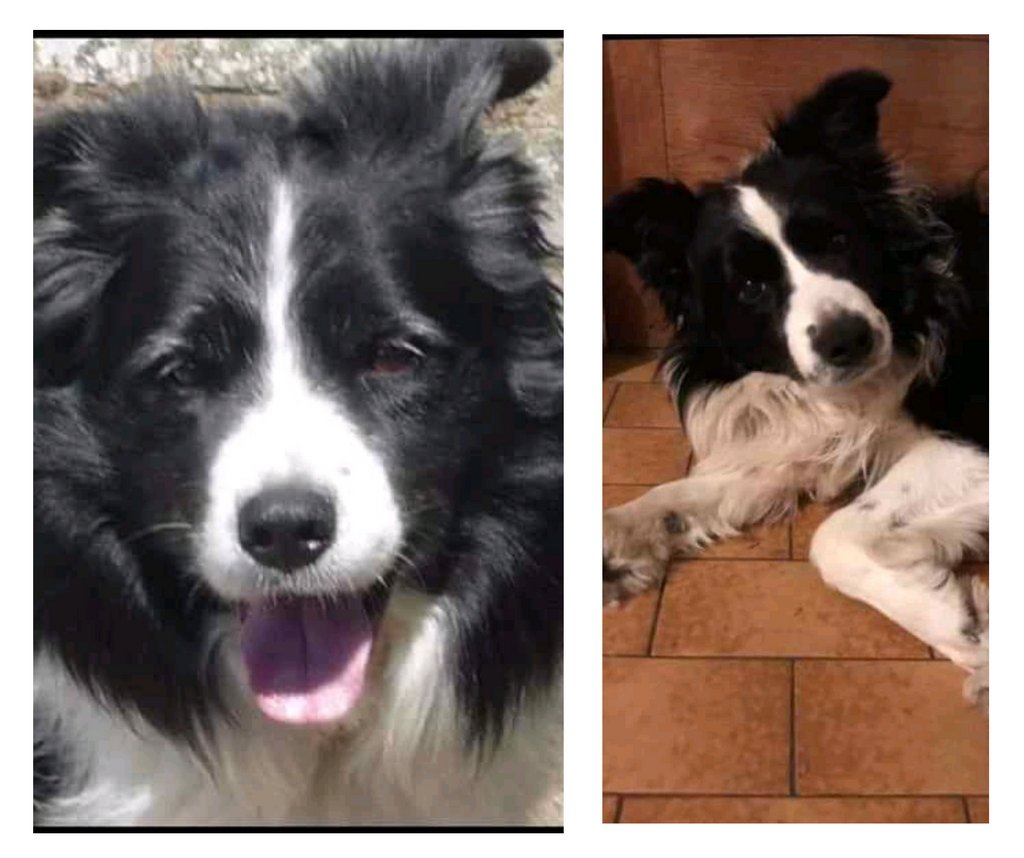 Please RT to help me find my furever home.
You'll find all my details and an enquiry-form here
findingfureverhomes.org.uk/dogs/danny-and…