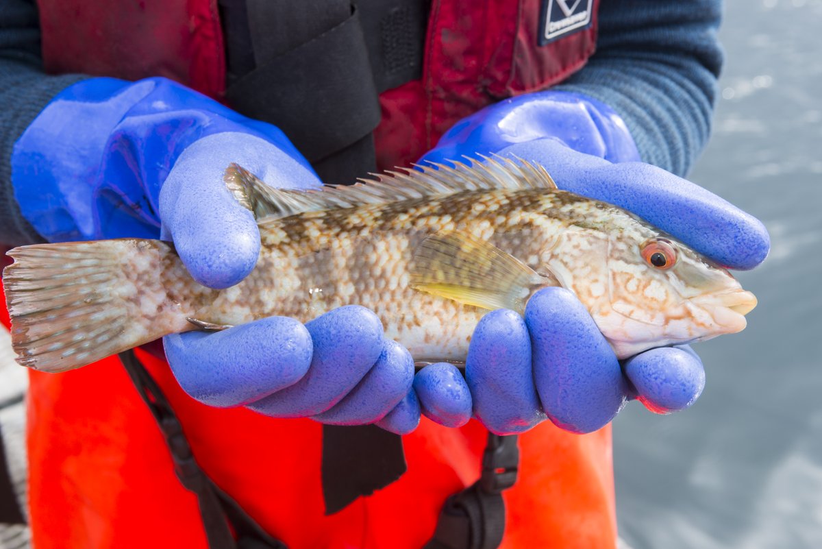 Study: Farmed wrasse eat more lice if they are acclimatised to cages first. <a href="/IoAStirling/">Institute of Aquaculture</a> @scottishaqua <a href="/MowiScotlandLtd/">Mowi Scotland Limited</a> <a href="/scotseafarms/">Scottish Sea Farms</a>  <a href="/salmon_scottish/">Scottish Salmon Co.</a> <a href="/LochDuartSalmon/">Loch Duart Salmon</a> <a href="/CDNaquaculture/">Canadian Aquaculture Industry Alliance (CAIA)</a> <a href="/AtlFishFarmers/">ACFFA</a> @SSPOsays #salmon #wrasse #aquaculture