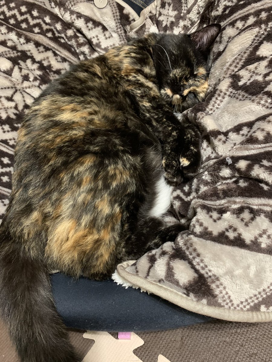 さび猫は超可愛い