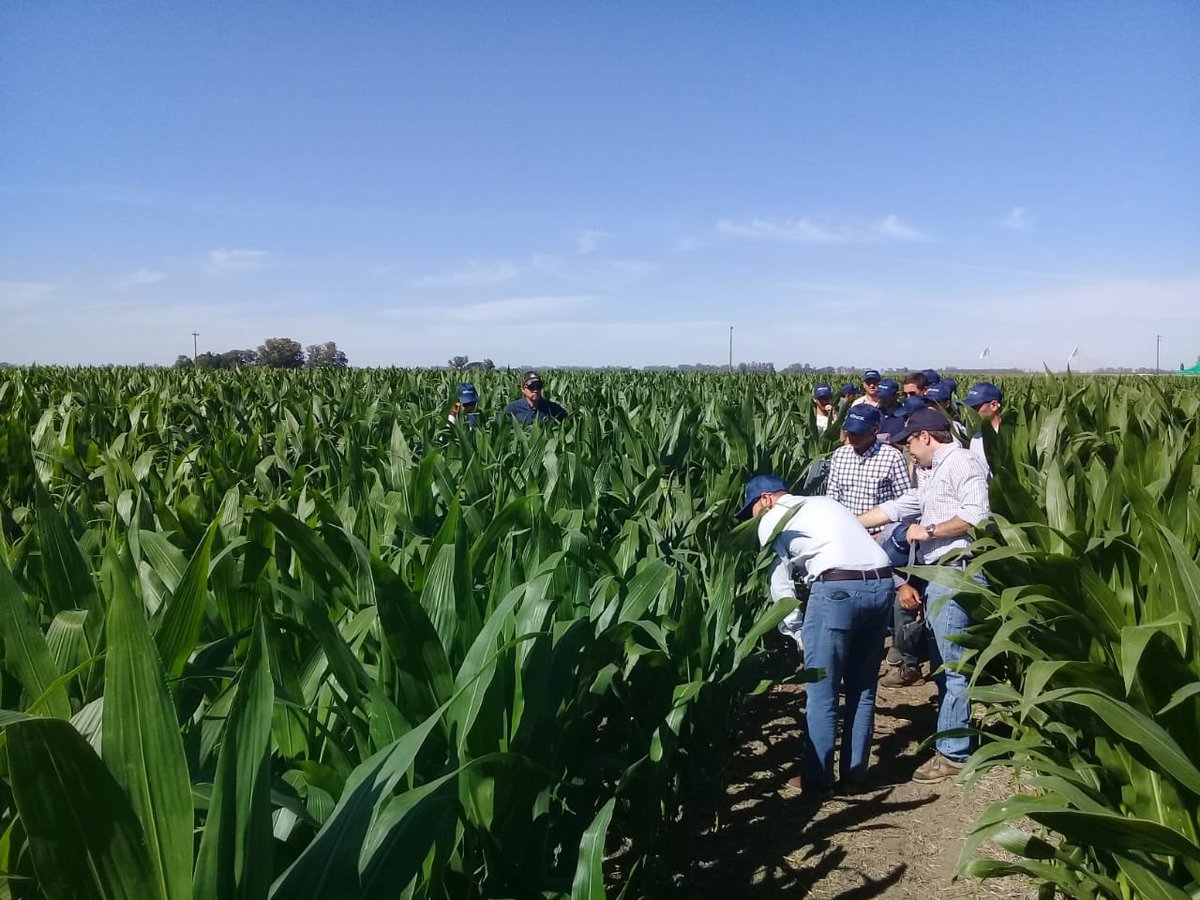 PampaSrl's tweet photo. Jornada fertilización nitrogenada. Momentos y dosis. Buscando el máximo potencial.                  Pampa/Pioneer/Bunge https://t.co/AOj0vFJ7Jh